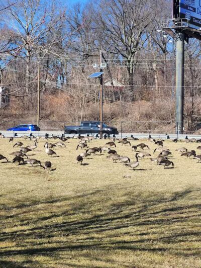 Weequahic Lake Trail - Newark, NJ