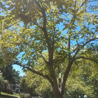 Veterans Memorial Park - Newark, NJ