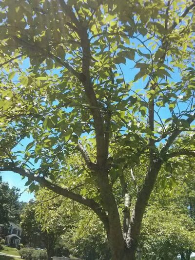 Veterans Memorial Park - Newark, NJ