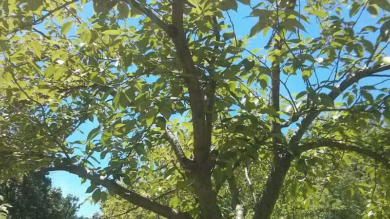 Veterans Memorial Park - Newark, NJ