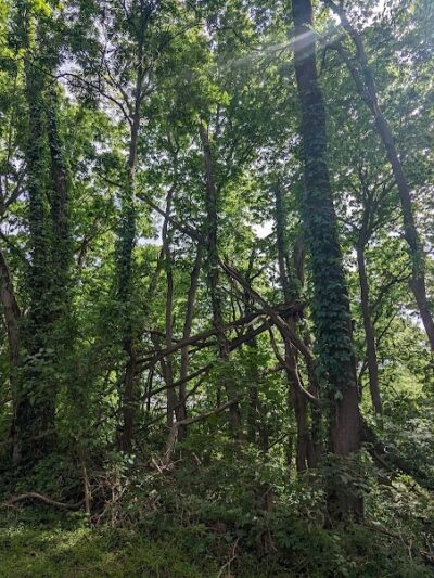 Newburgh Locks & Dam - Newburgh, IN