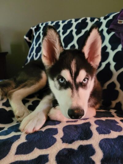 Pups N Paws Playcare - Newburgh, IN