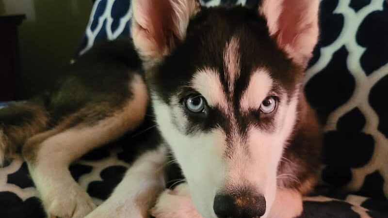 Pups N Paws Playcare - Newburgh, IN