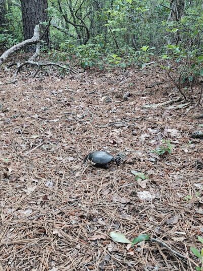 Piney Hollow Preservation - Newfield, NJ