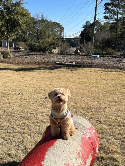Sprayberry Rd Dog park - Newnan, GA