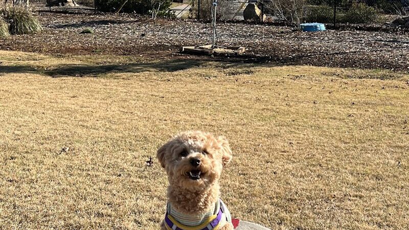 Sprayberry Rd Dog park - Newnan, GA