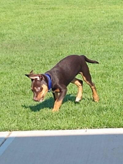 Sprayberry Rd Dog park - Newnan, GA