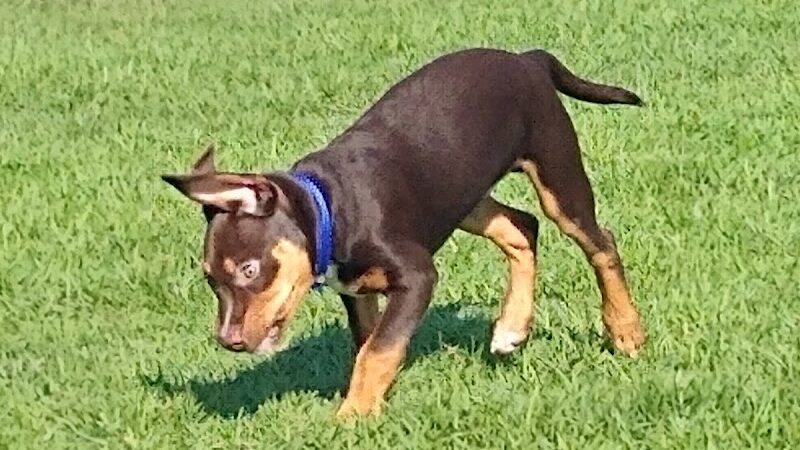 Sprayberry Rd Dog park - Newnan, GA