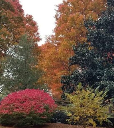 Sprayberry Rd Dog park - Newnan, GA