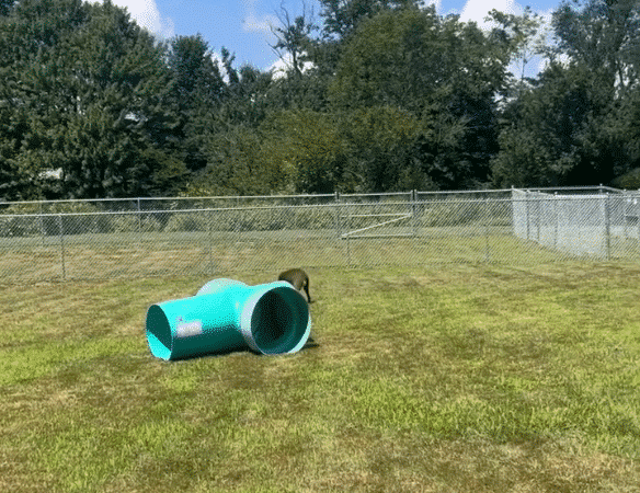 Newport Dog Park - Newport, NH