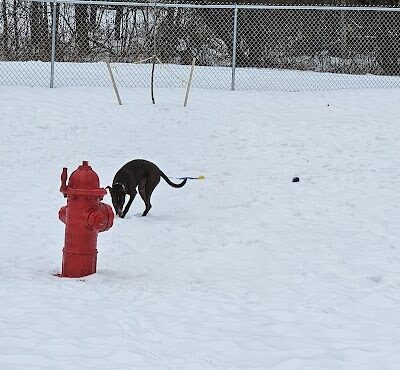 Newport Dog Park - Newport, NH