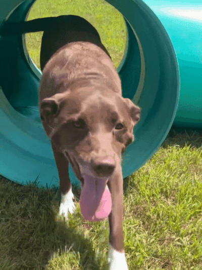 Newport Dog Park - Newport, NH