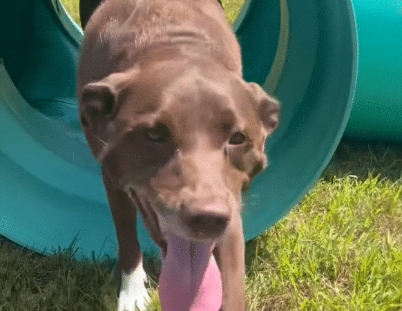 Newport Dog Park - Newport, NH