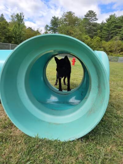 Newport Dog Park - Newport, NH