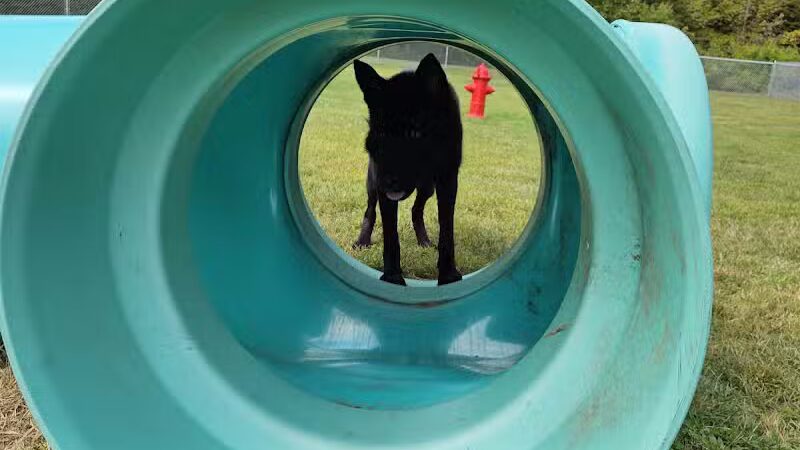 Newport Dog Park - Newport, NH