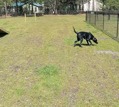Newport Dog Park - Newport, NC