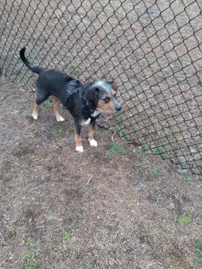 Newport Dog Park - Newport, NC