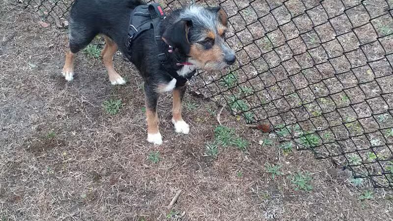 Newport Dog Park - Newport, NC