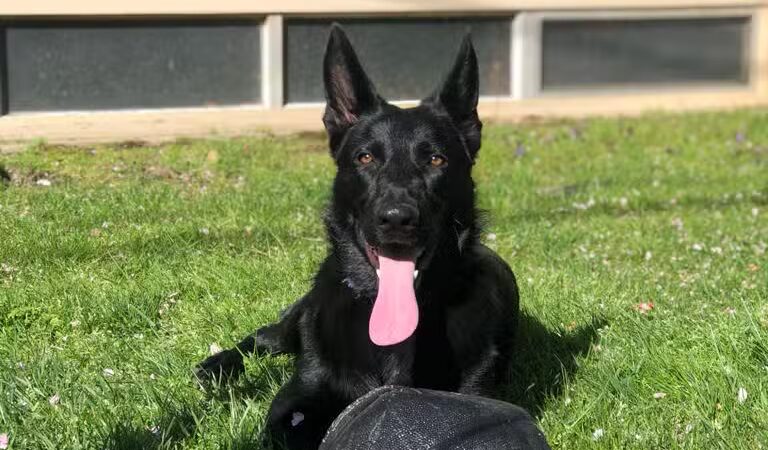 Newport Dog Park - Newport, RI