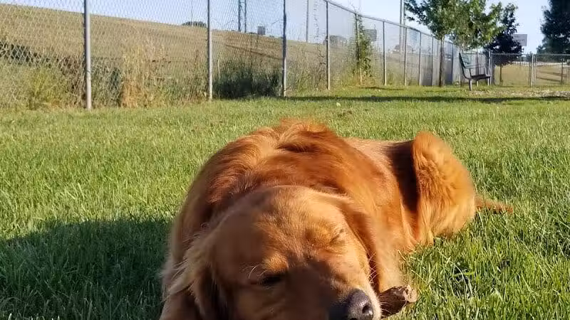 Newport Dog Park - Newport, RI