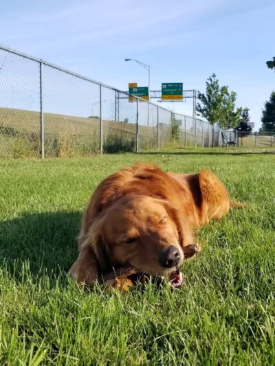 Newport Dog Park - Newport, RI