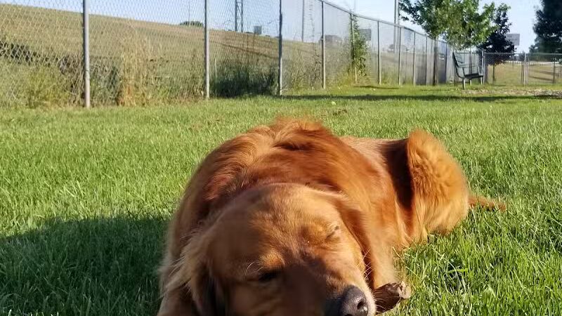 Newport Dog Park - Newport, RI