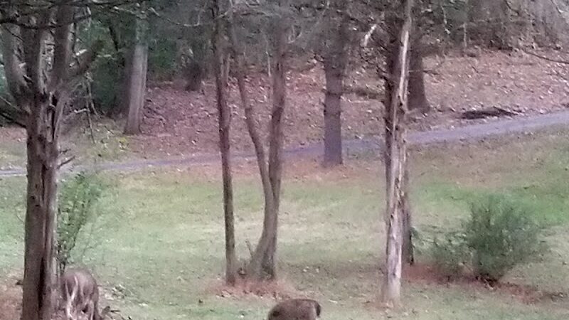 Hillside Park - Newton, NJ