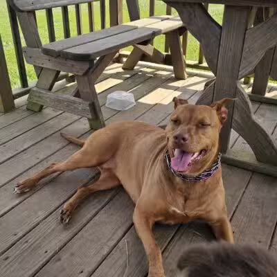 Jessamine County Dog Park - Nicholasville, KY