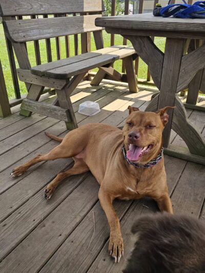 Jessamine County Dog Park - Nicholasville, KY