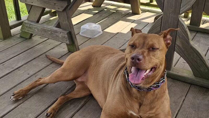 Jessamine County Dog Park - Nicholasville, KY