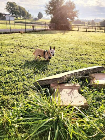 Jessamine County Dog Park - Nicholasville, KY