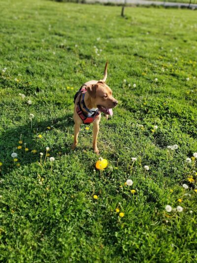 Jessamine County Dog Park - Nicholasville, KY