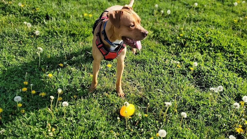 Jessamine County Dog Park - Nicholasville, KY