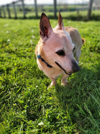 Jessamine County Dog Park - Nicholasville, KY