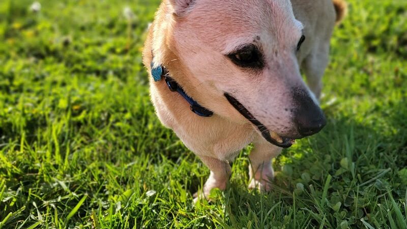 Jessamine County Dog Park - Nicholasville, KY