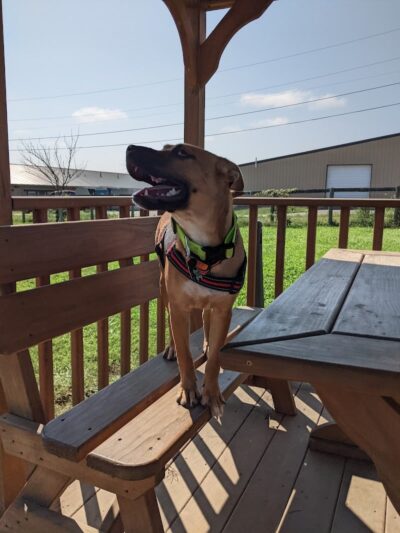 Jessamine County Dog Park - Nicholasville, KY