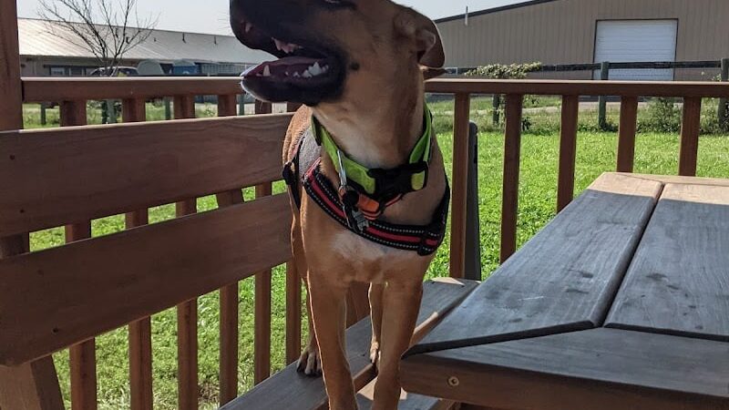 Jessamine County Dog Park - Nicholasville, KY