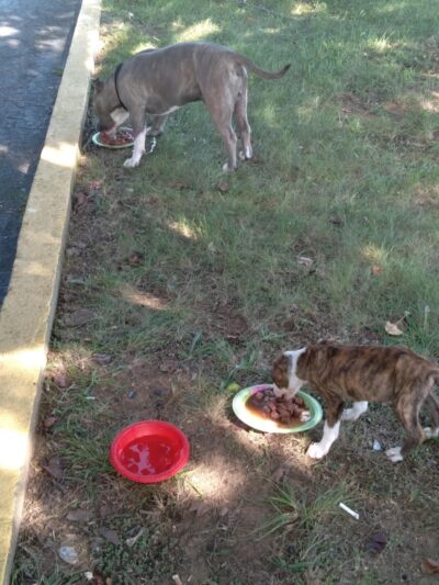 Jessamine County Dog Park - Nicholasville, KY