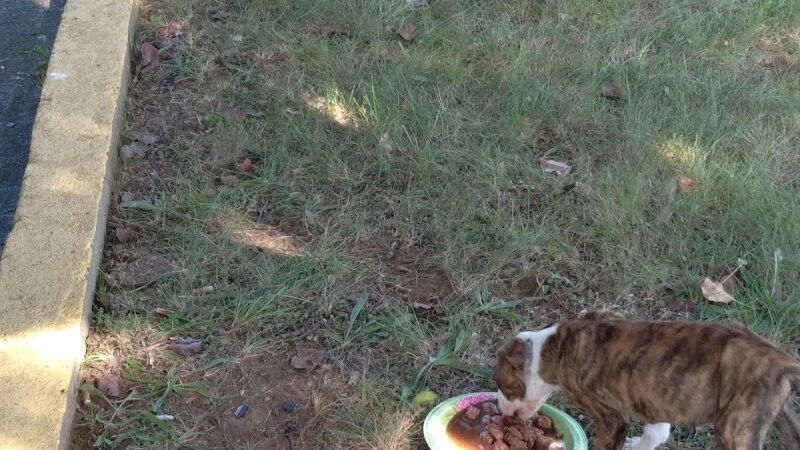 Jessamine County Dog Park - Nicholasville, KY