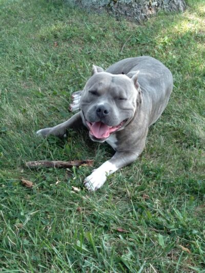 Jessamine County Dog Park - Nicholasville, KY