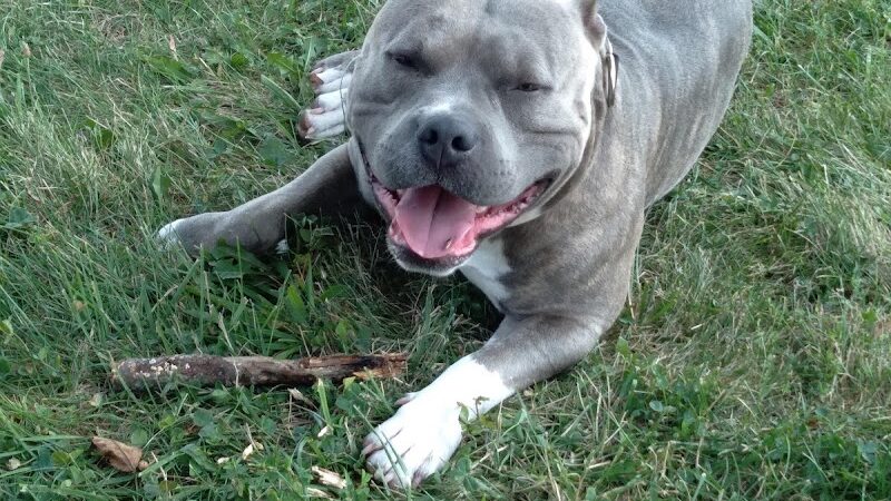 Jessamine County Dog Park - Nicholasville, KY