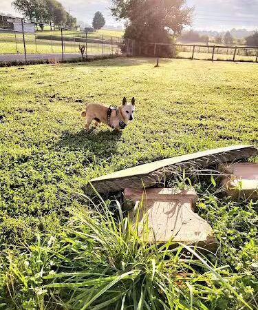 Jessamine County Dog Park - Nicholasville, KY