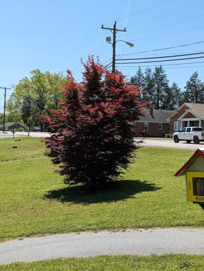 Ninety Six Town Trail - Ninety Six, SC