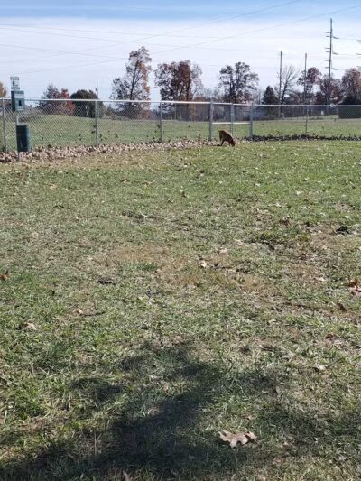 Nixa Dog Park - Nixa, MO