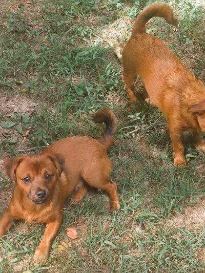 Nixa Dog Park - Nixa, MO