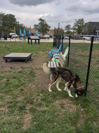 Hamilton Town Center Dog Park - Noblesville, IN
