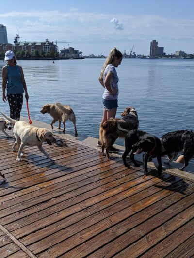 Bea Arthur Dog Park - Norfolk, VA