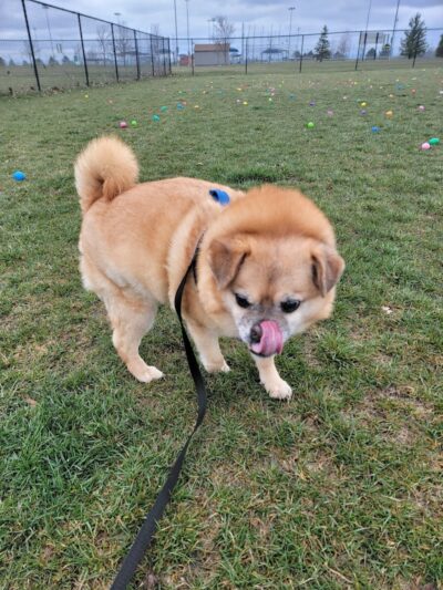 Maxwell Park Dog Park - Normal, IL
