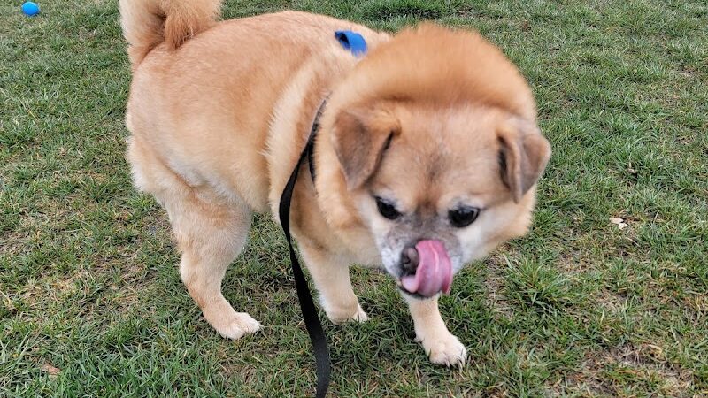 Maxwell Park Dog Park - Normal, IL