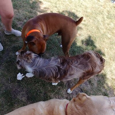 Maxwell Park Dog Park - Normal, IL